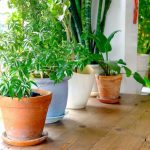 Beneficios de Plantar em Vasos
