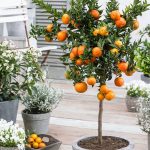 Como Cultivar Laranja em Vasos