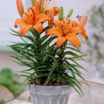 Como Cultivar Lírios no vaso