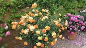 Como Cultivar Rosas em Vasos