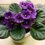 Como Cultivar Violetas em Vasos