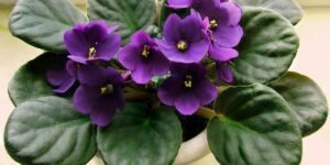 Como Cultivar Violetas em Vasos