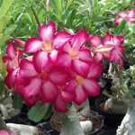 Como Cultivar e Cuidar da Flor do Deserto em Vasos