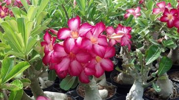 Como Cultivar e Cuidar da Flor do Deserto em Vasos