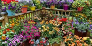 Como Cultivar um Jardim de Rosas em Vasos