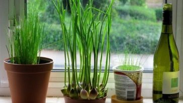 Como Plantar Alho em Casa