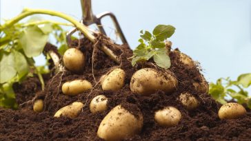 Como Plantar Batata em Casa