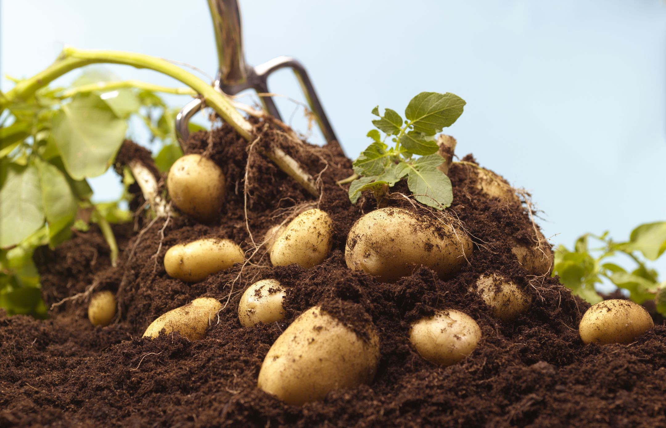 Como Plantar Batata em Casa - Plantio, Cultivo e Colheita!
