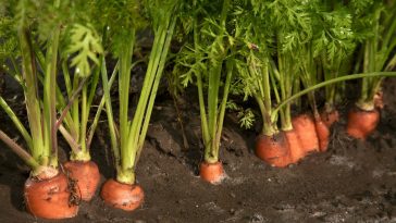 Como Plantar Cenoura em Casa