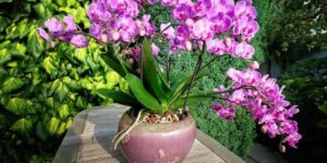 Como Plantar Orquídea em um Vaso