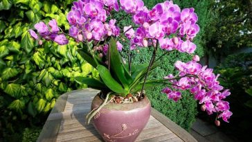 Como Plantar Orquídea em um Vaso