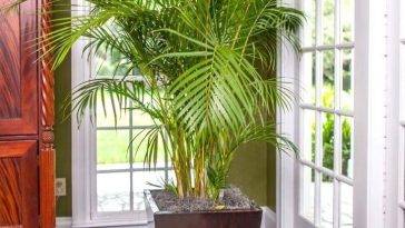 Como Plantar e Cuidar Palmeira Imperial em Vasos