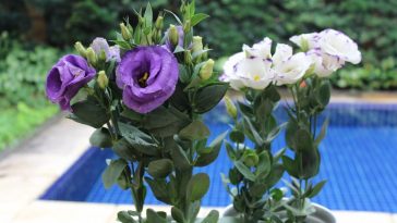 Como Plantar e Cuidar de Flores Lisianto em Vasos