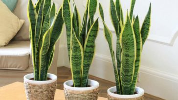 Como Plantar e Cultivar Espada-de-São-Jorge no Vaso
