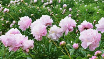 Como cultivar e Cuidar de Flores Peônia em Vasos