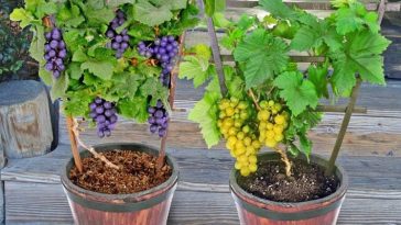 Cultivando Uvas em Recipientes