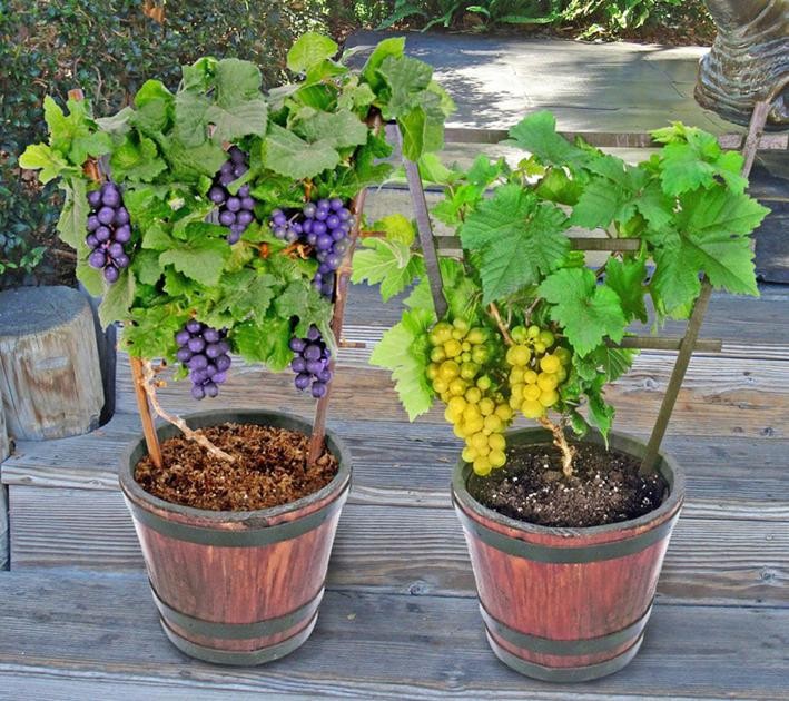 Cultivando Uvas em Recipientes - Plantio e Cuidados!