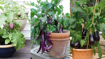 Cultivar Berinjela no Vaso