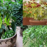 Cultivar Pimentas Verdes