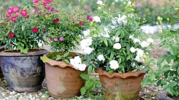Dicas Para o Cultivo de Rosas em Recipiente