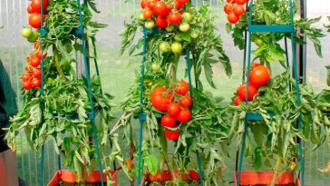 Dicas de Como Plantar e Cultivar Tomates
