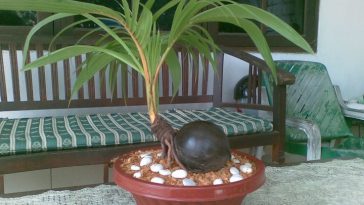 Plantar Coqueiro no Vaso