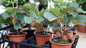 Plantar Kiwi em Vasos