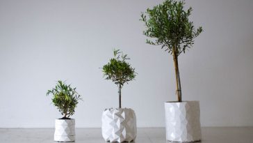 Plantar Oliveira no Vaso