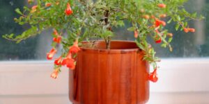 Plantar Romas no Vaso