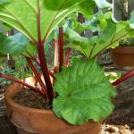 Plantar Ruibarbo no Vaso