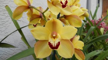 cultivo da orquídea