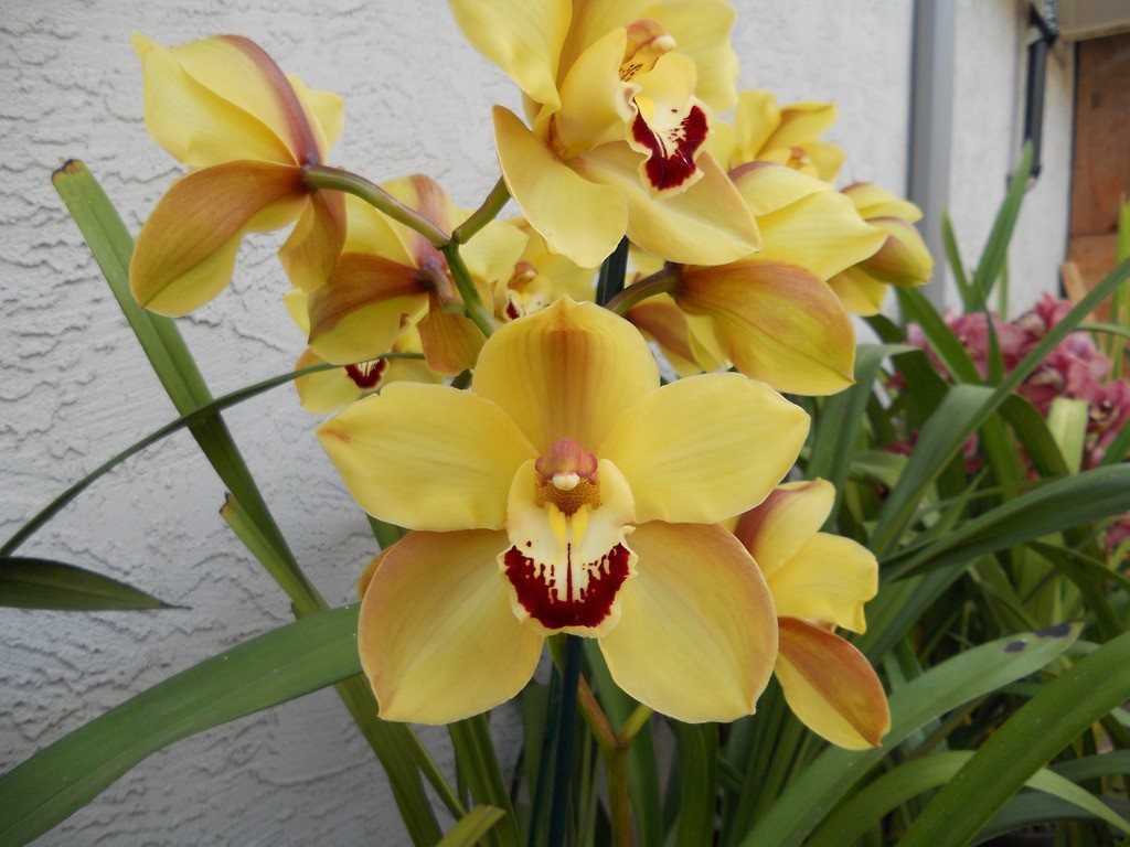 cultivo da orquídea
