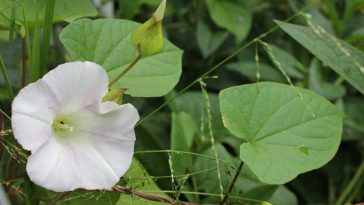 planta trepadeira