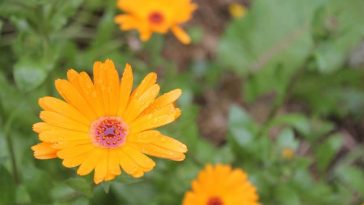 plantar flor de Áster